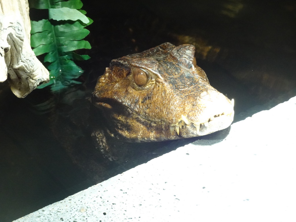 Cuvier`s Dwarf Caiman at the upper floor of the Reptielenhuis De Aarde zoo