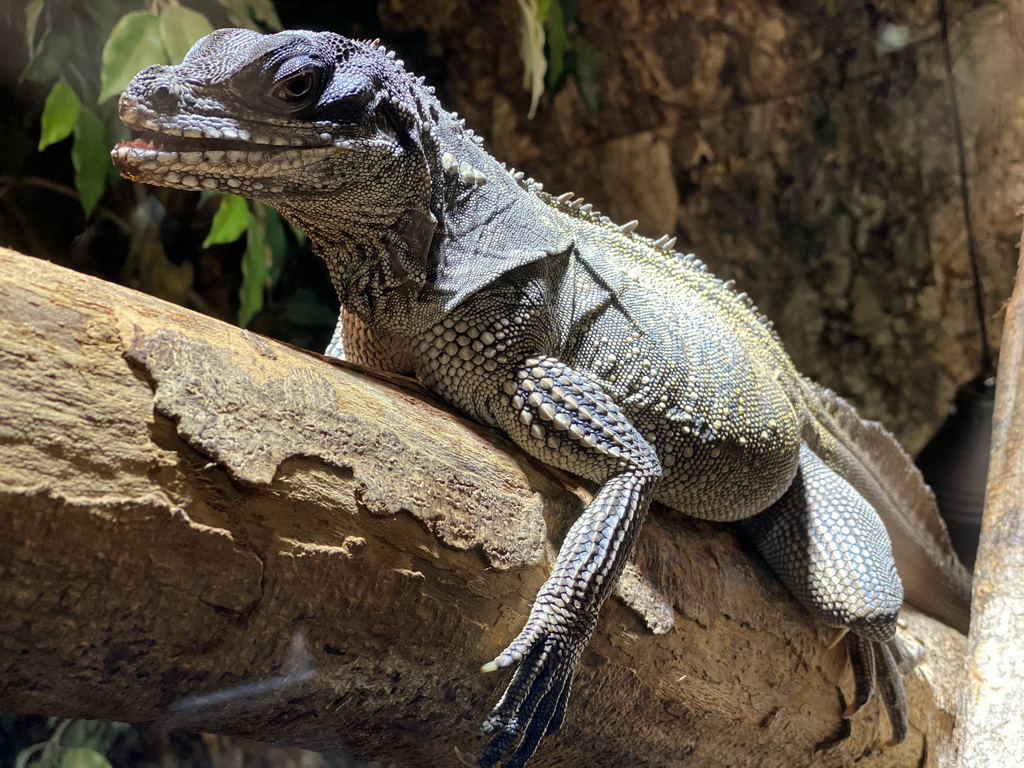 Amboina Sail-finned Lizard at the upper floor of the Reptielenhuis De Aarde zoo