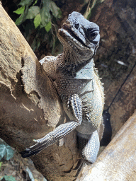 Amboina Sail-finned Lizard at the upper floor of the Reptielenhuis De Aarde zoo