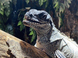 Amboina Sail-finned Lizard at the upper floor of the Reptielenhuis De Aarde zoo