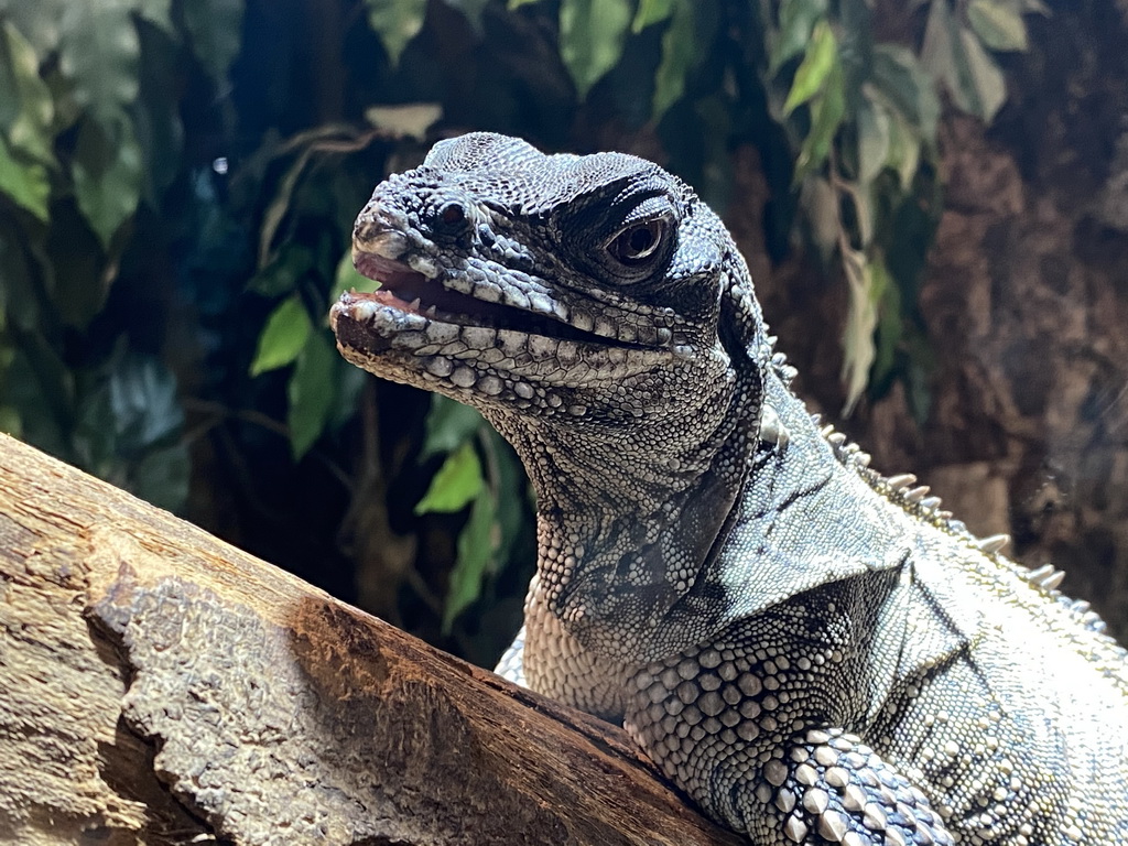 Amboina Sail-finned Lizard at the upper floor of the Reptielenhuis De Aarde zoo