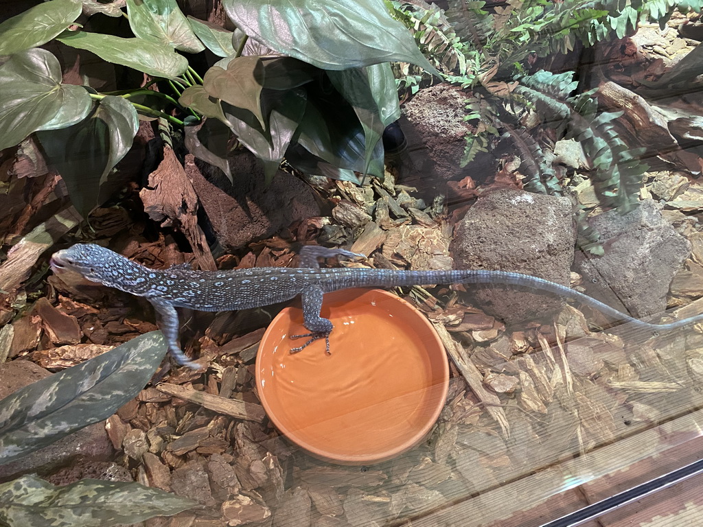 Blue-spotted Tree Monitor at the upper floor of the Reptielenhuis De Aarde zoo