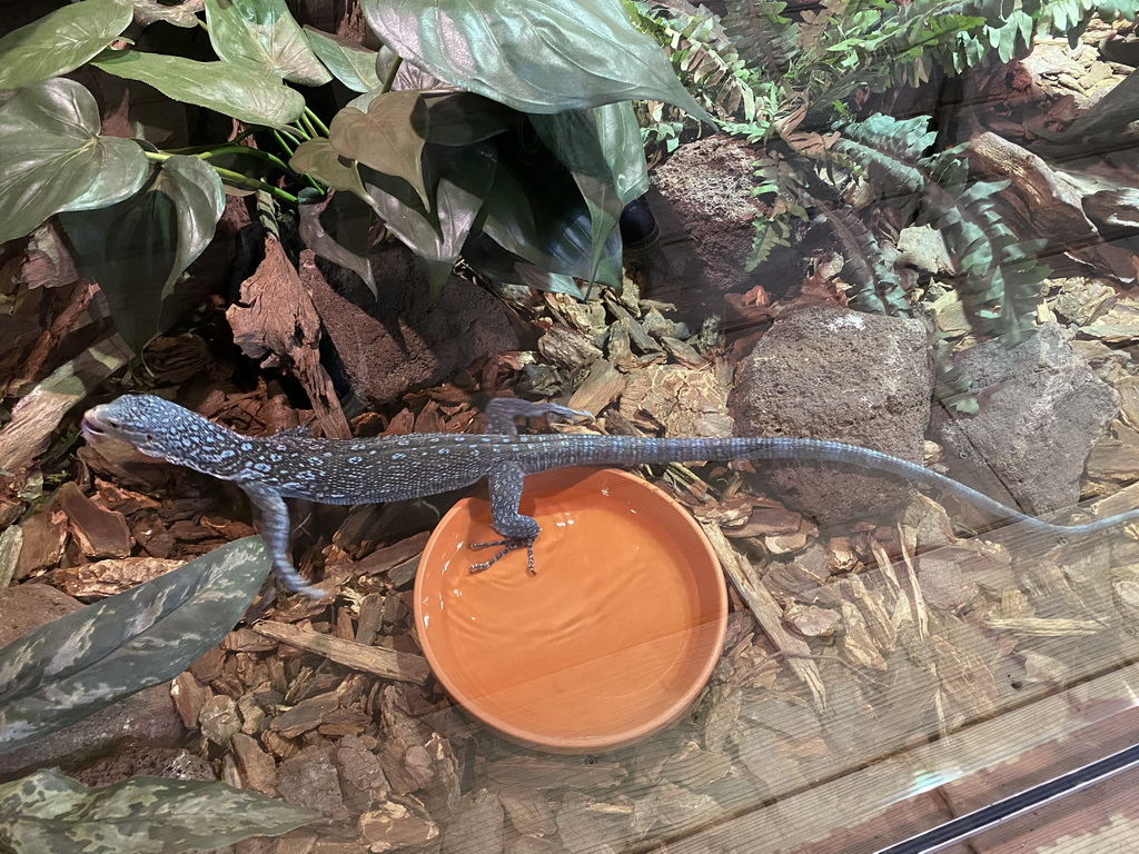 Blue-spotted Tree Monitor at the upper floor of the Reptielenhuis De Aarde zoo