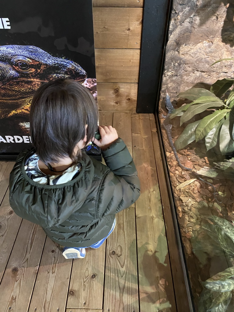 Max with a Blue-spotted Tree Monitor at the upper floor of the Reptielenhuis De Aarde zoo