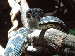 Carpet Python at the upper floor of the Reptielenhuis De Aarde zoo