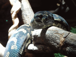 Carpet Python at the upper floor of the Reptielenhuis De Aarde zoo