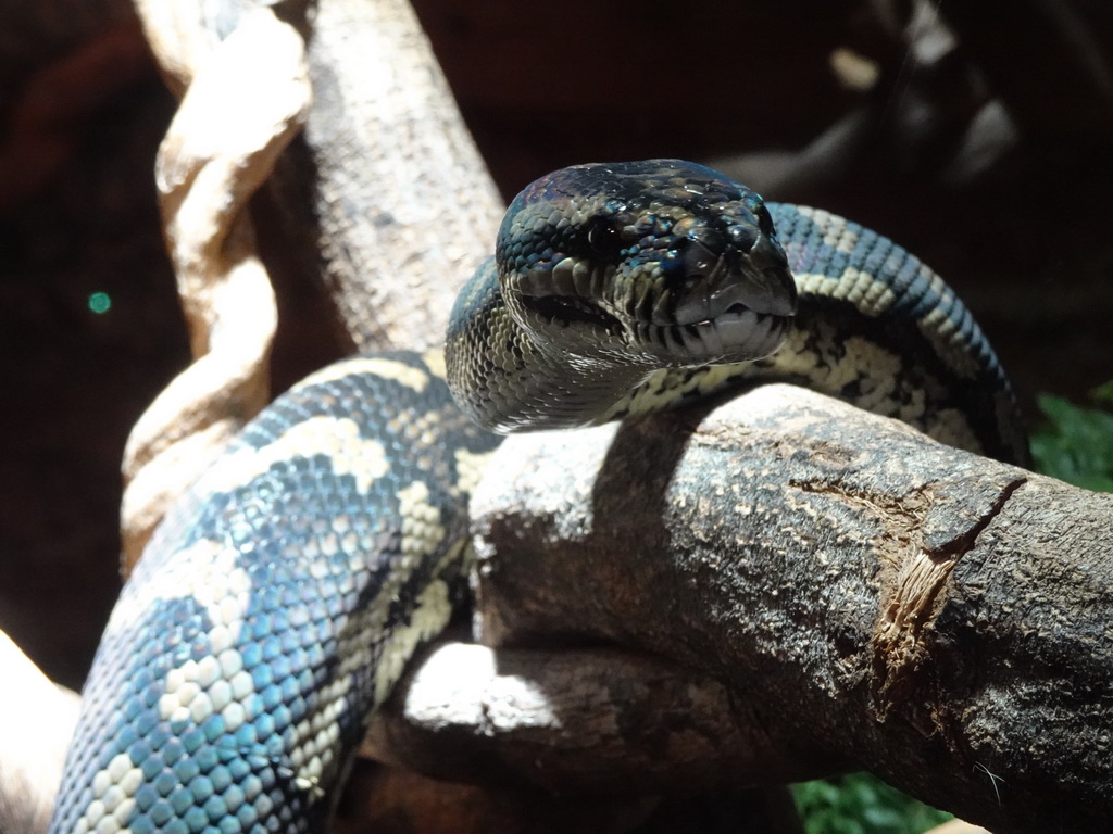 Carpet Python at the upper floor of the Reptielenhuis De Aarde zoo