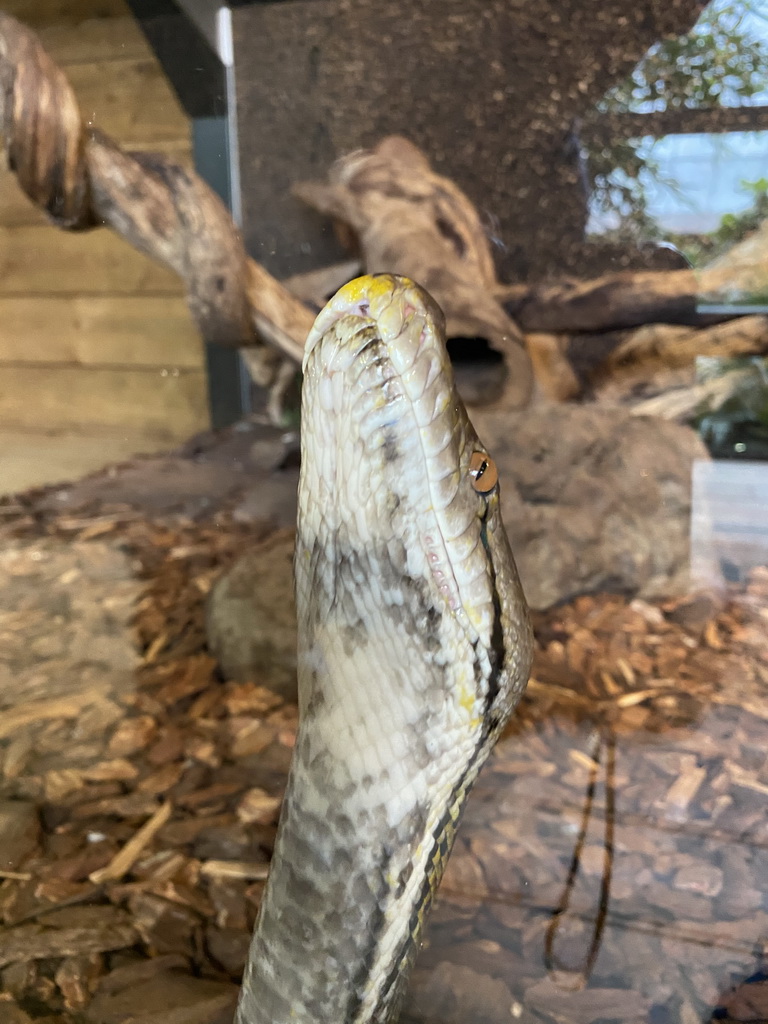 Reticulated Python at the upper floor of the Reptielenhuis De Aarde zoo