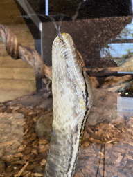 Reticulated Python at the upper floor of the Reptielenhuis De Aarde zoo