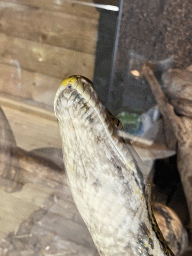 Reticulated Python at the upper floor of the Reptielenhuis De Aarde zoo