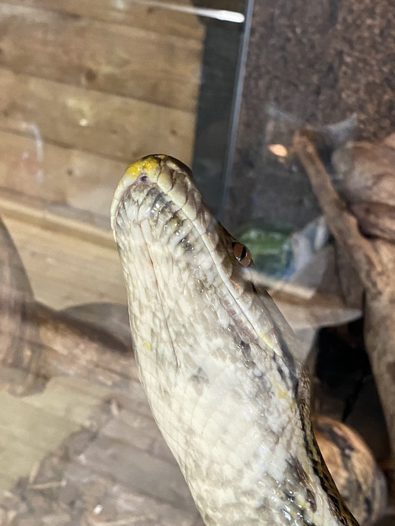 Reticulated Python at the upper floor of the Reptielenhuis De Aarde zoo