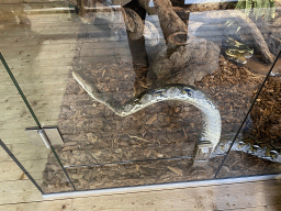 Reticulated Python at the upper floor of the Reptielenhuis De Aarde zoo