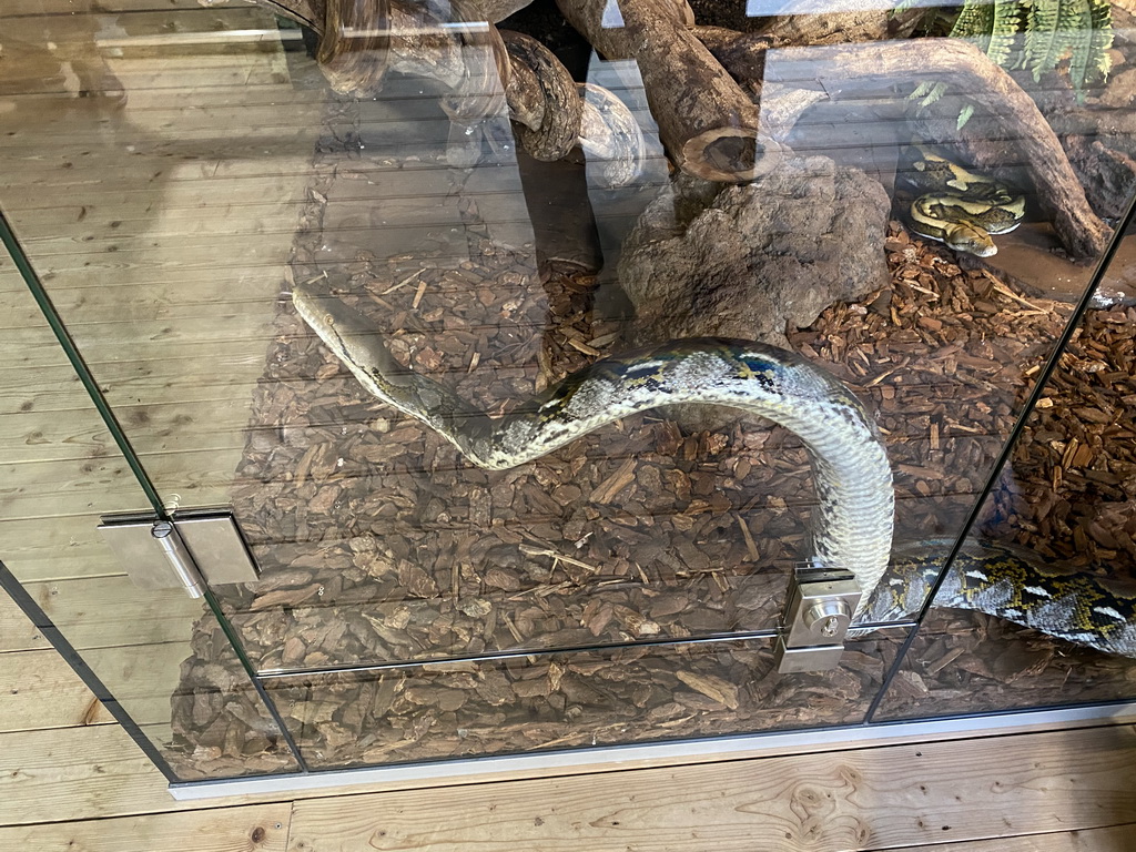 Reticulated Python at the upper floor of the Reptielenhuis De Aarde zoo