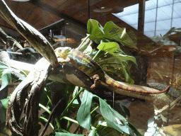 Panther Chameleon at the upper floor of the Reptielenhuis De Aarde zoo