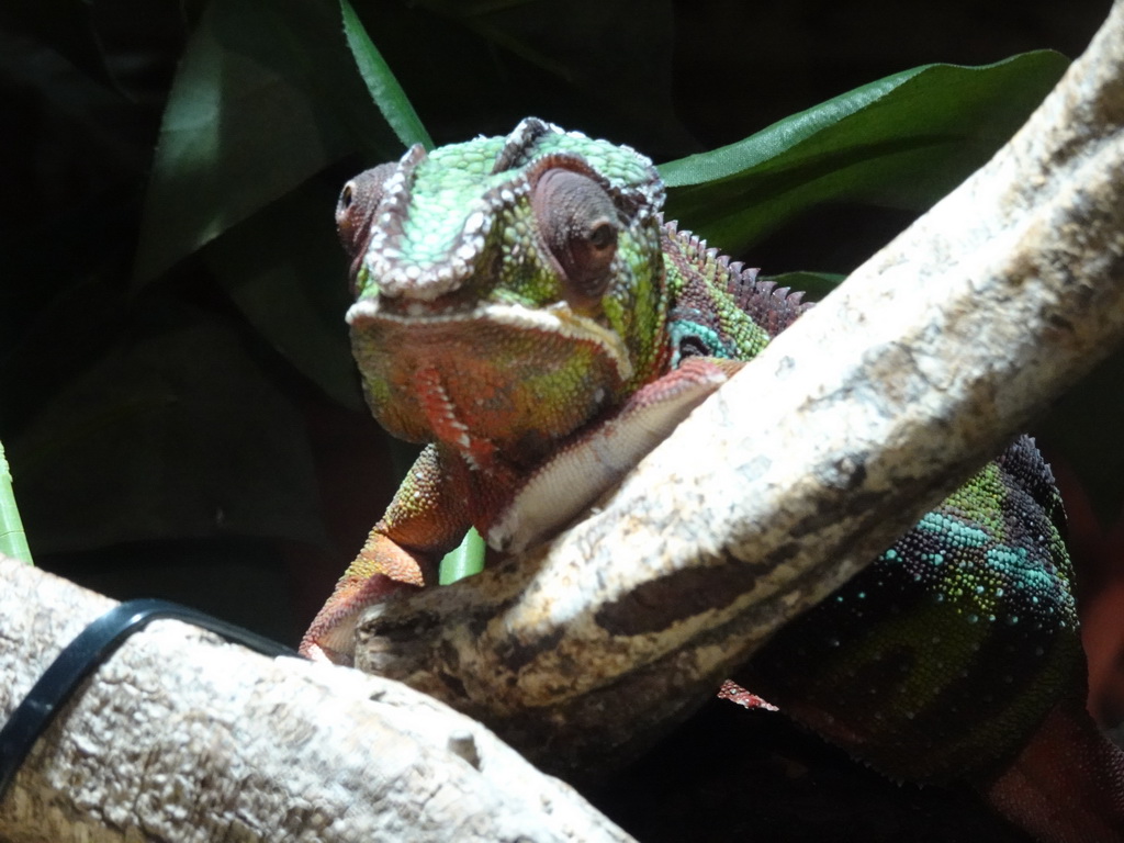 Panther Chameleon at the upper floor of the Reptielenhuis De Aarde zoo