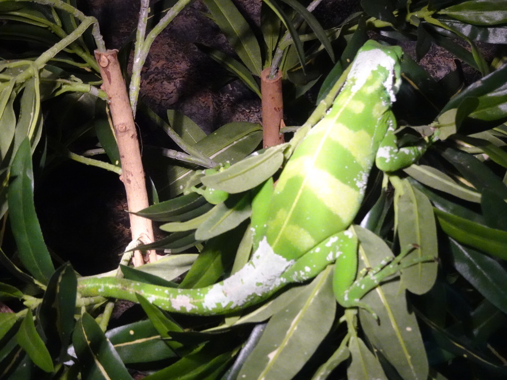 Fiji Banded Iguana at the upper floor of the Reptielenhuis De Aarde zoo