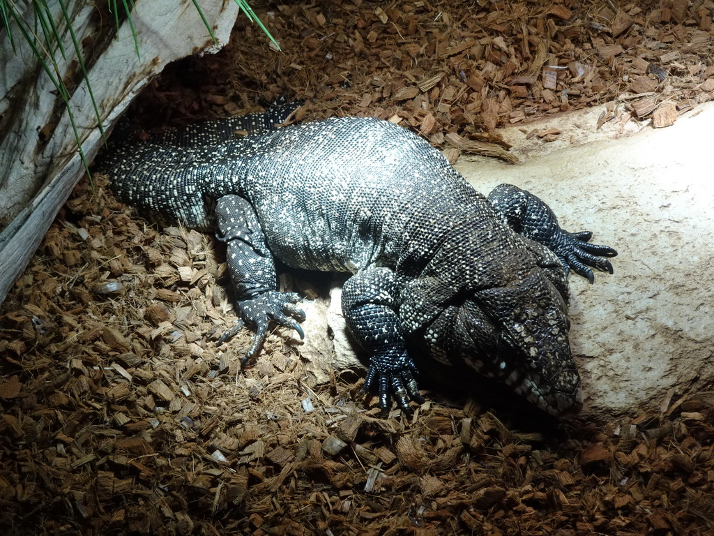 Argentine Black and White Tegu at the upper floor of the Reptielenhuis De Aarde zoo