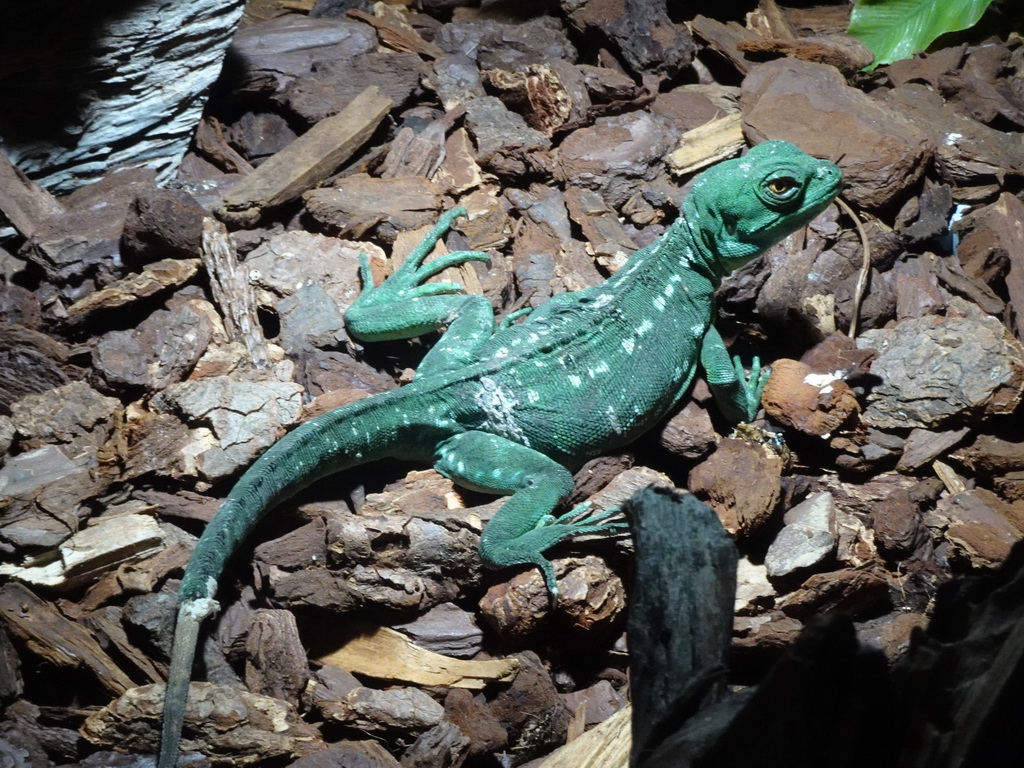 Plumed Basilisk at the upper floor of the Reptielenhuis De Aarde zoo