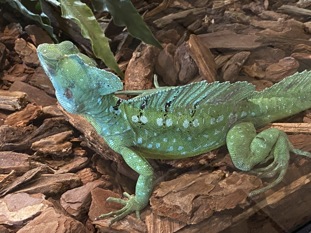 Plumed Basilisk at the upper floor of the Reptielenhuis De Aarde zoo