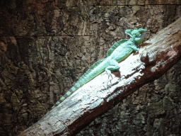 Plumed Basilisk at the upper floor of the Reptielenhuis De Aarde zoo
