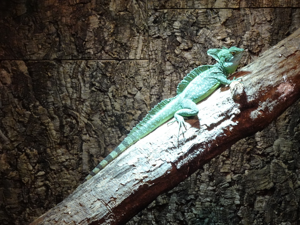 Plumed Basilisk at the upper floor of the Reptielenhuis De Aarde zoo