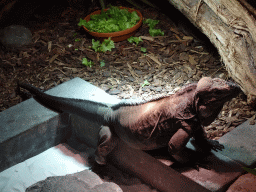 Rhinoceros Iguana at the upper floor of the Reptielenhuis De Aarde zoo