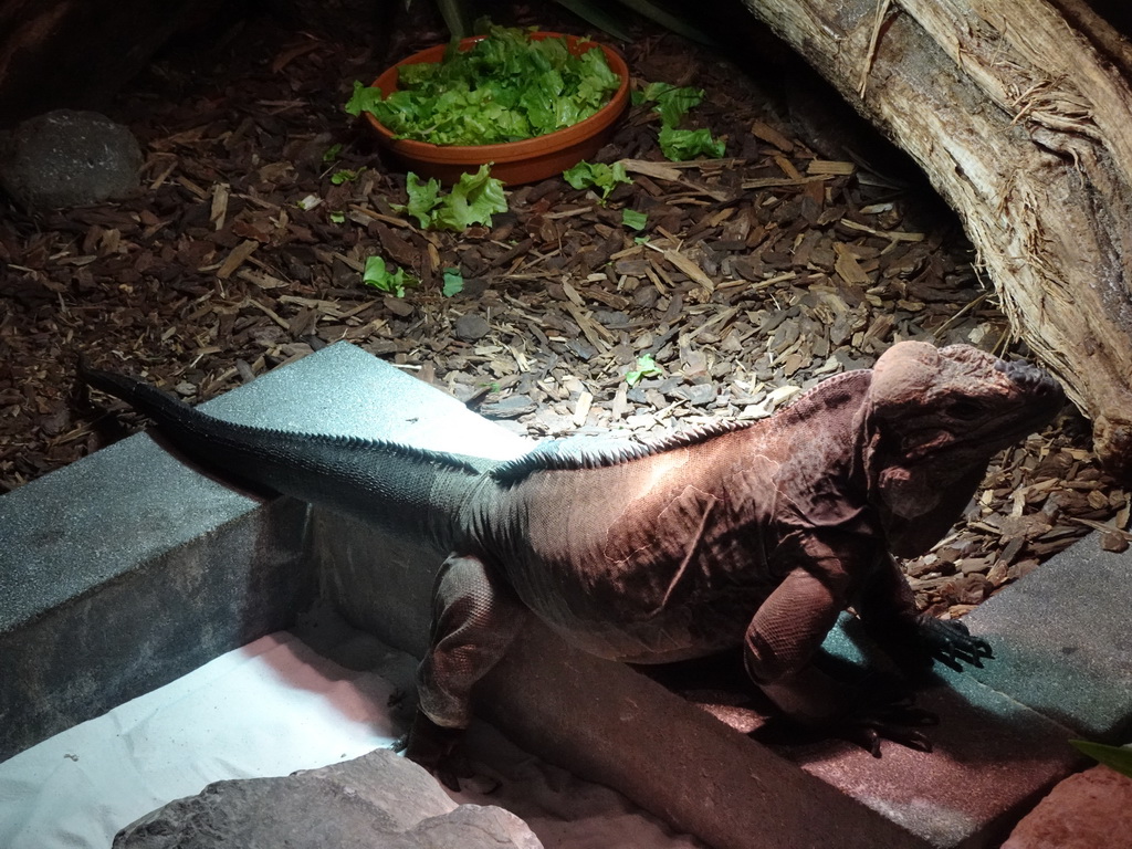 Rhinoceros Iguana at the upper floor of the Reptielenhuis De Aarde zoo