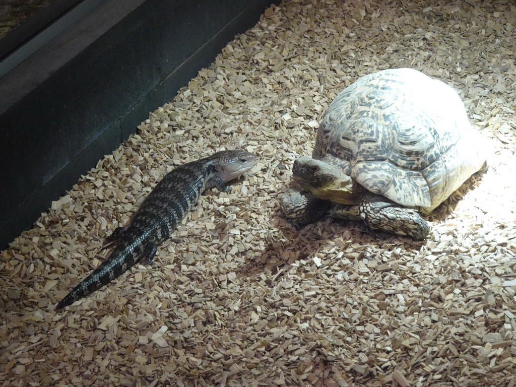 Blue-tongued Skink and Leopard Tortoise at the lower floor of the Reptielenhuis De Aarde zoo
