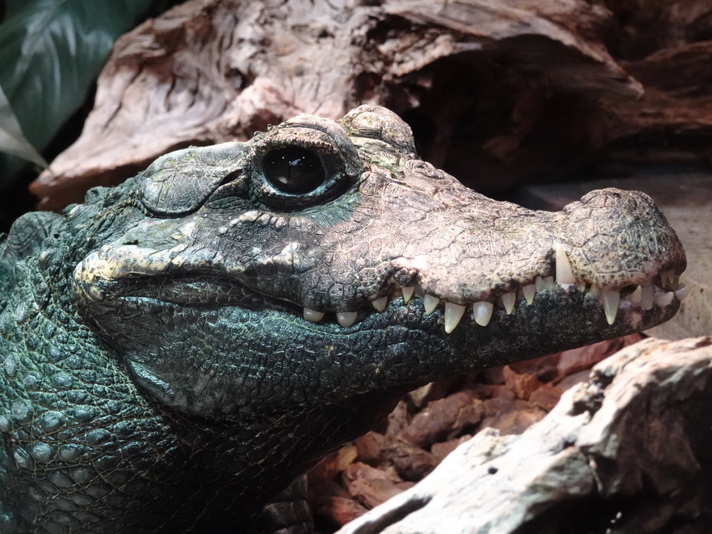 Head of a Dwarf Crocodile at the lower floor of the Reptielenhuis De Aarde zoo