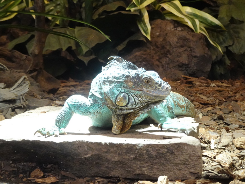 Green Iguana at the lower floor of the Reptielenhuis De Aarde zoo