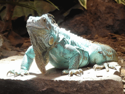 Green Iguana at the lower floor of the Reptielenhuis De Aarde zoo