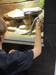 Zookeeper feeding a Savannah Monitor at the lower floor of the Reptielenhuis De Aarde zoo