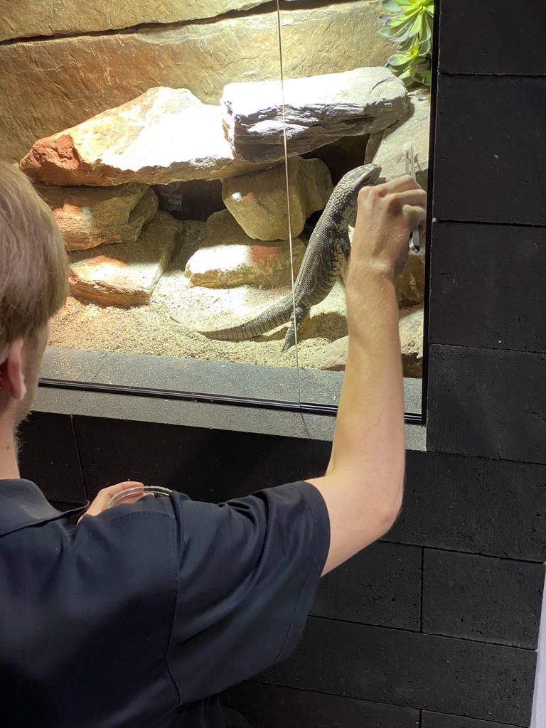 Zookeeper feeding a Savannah Monitor at the lower floor of the Reptielenhuis De Aarde zoo