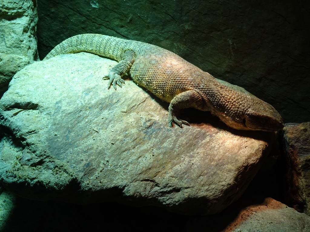 Savannah Monitor at the lower floor of the Reptielenhuis De Aarde zoo