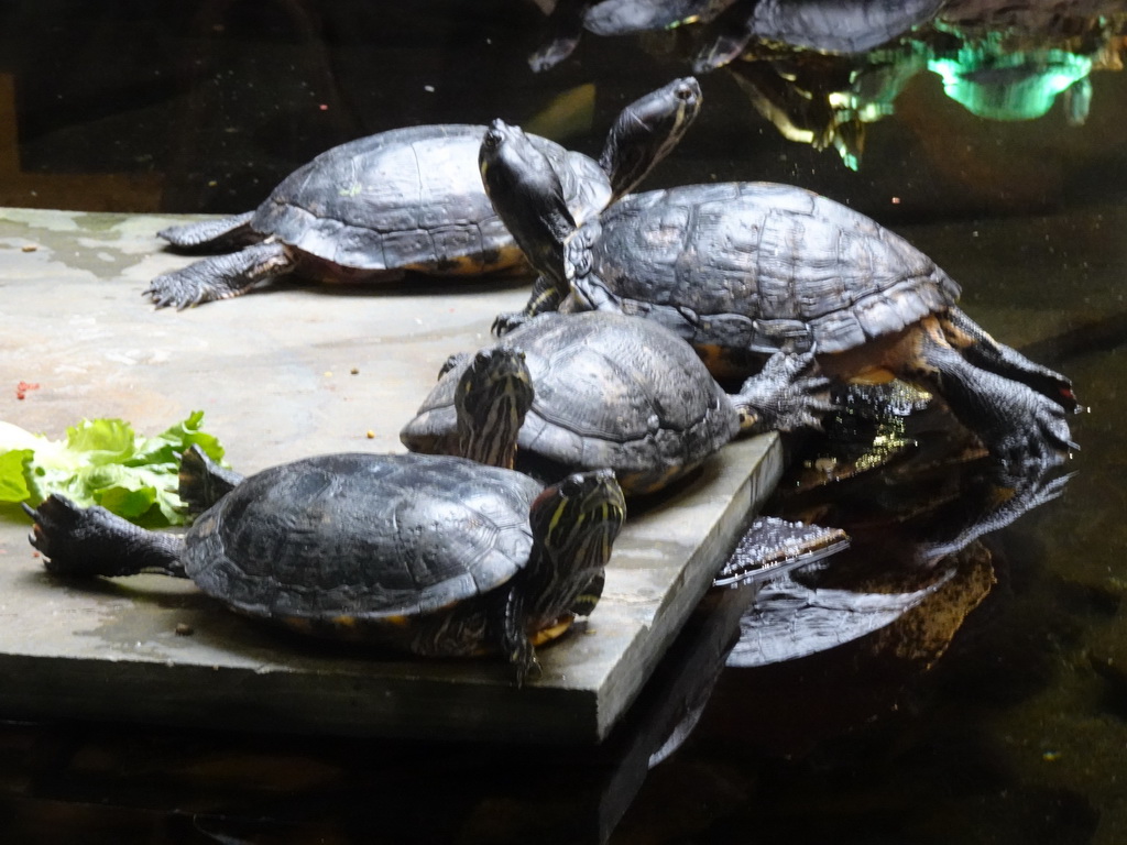 Red-eared Sliders at the lower floor of the Reptielenhuis De Aarde zoo