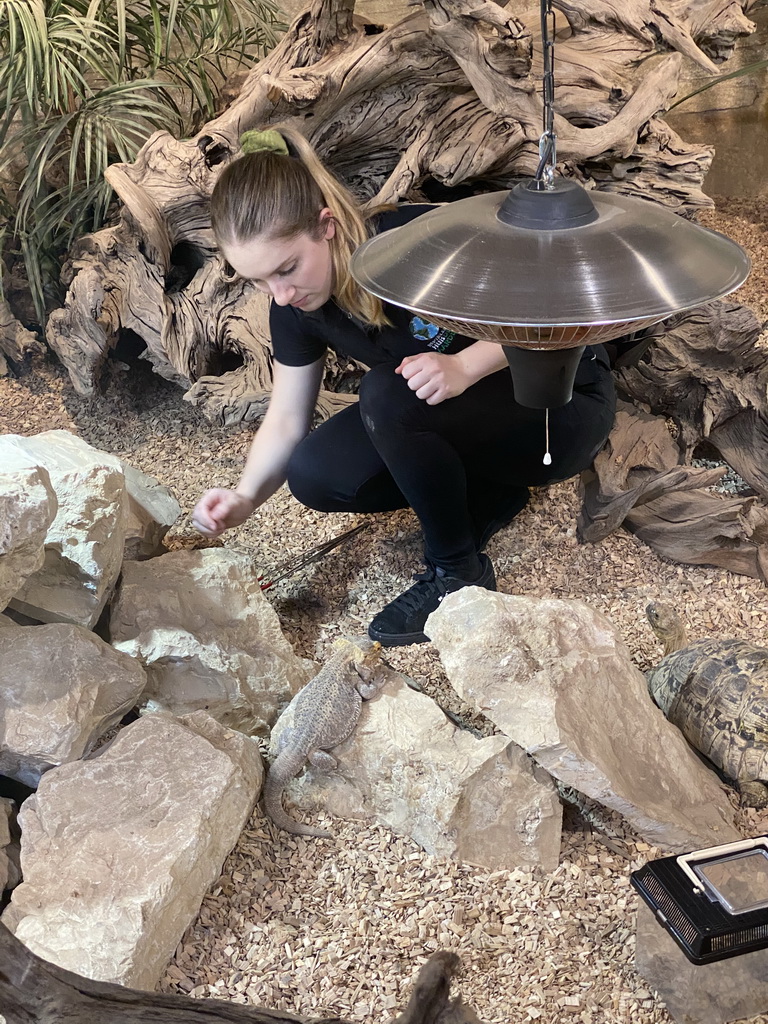 Zookeeper feeding a Bearded Dragon at the lower floor of the Reptielenhuis De Aarde zoo