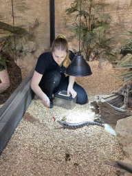 Zookeeper feeding a Blue-tongued Skink at the lower floor of the Reptielenhuis De Aarde zoo
