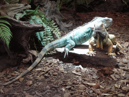 Green Iguana and Mexican Spiny-tailed Iguana at the lower floor of the Reptielenhuis De Aarde zoo