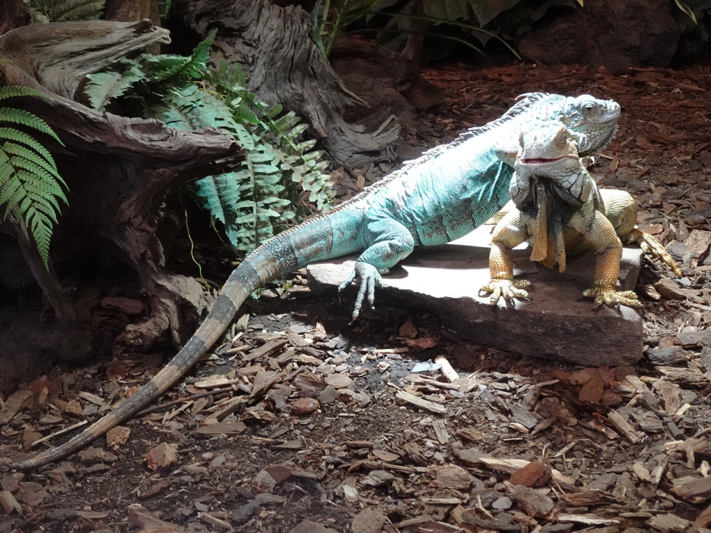 Green Iguana and Mexican Spiny-tailed Iguana at the lower floor of the Reptielenhuis De Aarde zoo