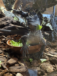 Amboina Sail-finned Lizard at the upper floor of the Reptielenhuis De Aarde zoo