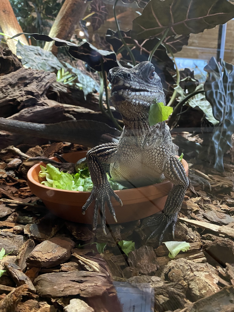 Amboina Sail-finned Lizard at the upper floor of the Reptielenhuis De Aarde zoo