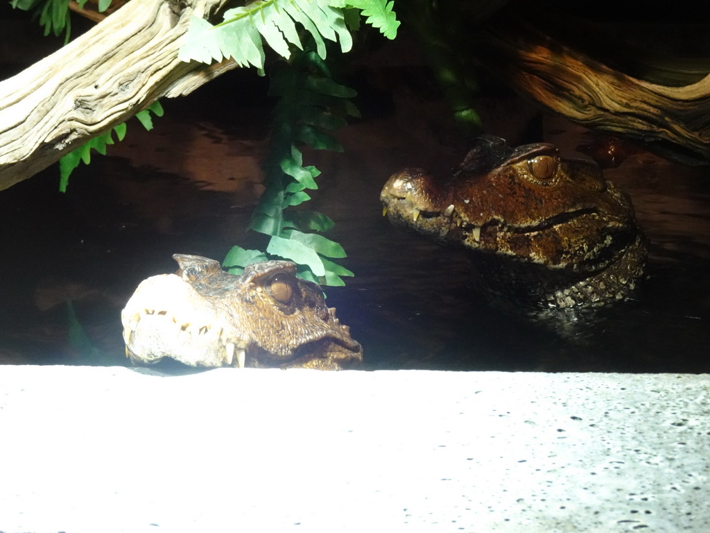 Cuvier`s Dwarf Caimans at the upper floor of the Reptielenhuis De Aarde zoo