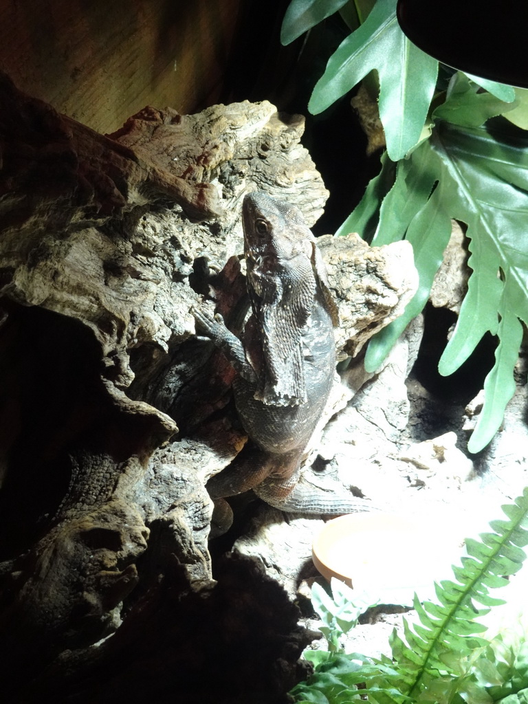 Frilled-neck Lizard at the upper floor of the Reptielenhuis De Aarde zoo