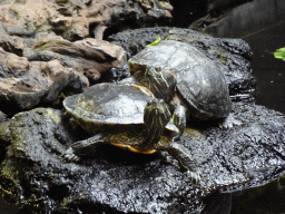 Red-eared Sliders at the lower floor of the Reptielenhuis De Aarde zoo