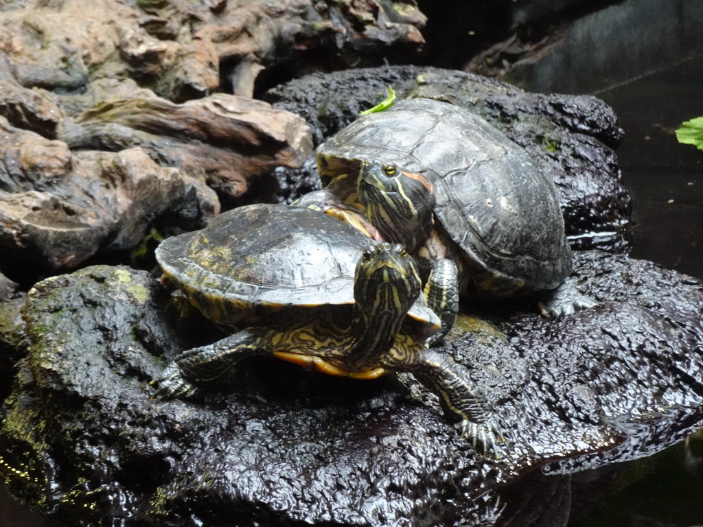 Red-eared Sliders at the lower floor of the Reptielenhuis De Aarde zoo