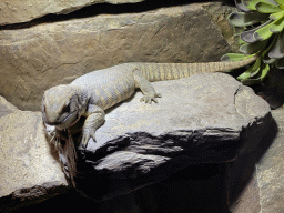 Savannah Monitor at the lower floor of the Reptielenhuis De Aarde zoo