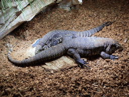 Argentine Black and White Tegus at the upper floor of the Reptielenhuis De Aarde zoo