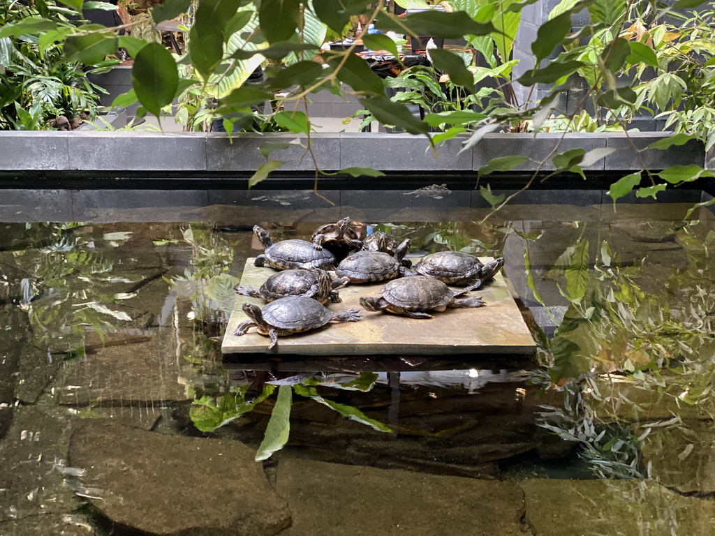 Red-eared Sliders at the lower floor of the Reptielenhuis De Aarde zoo