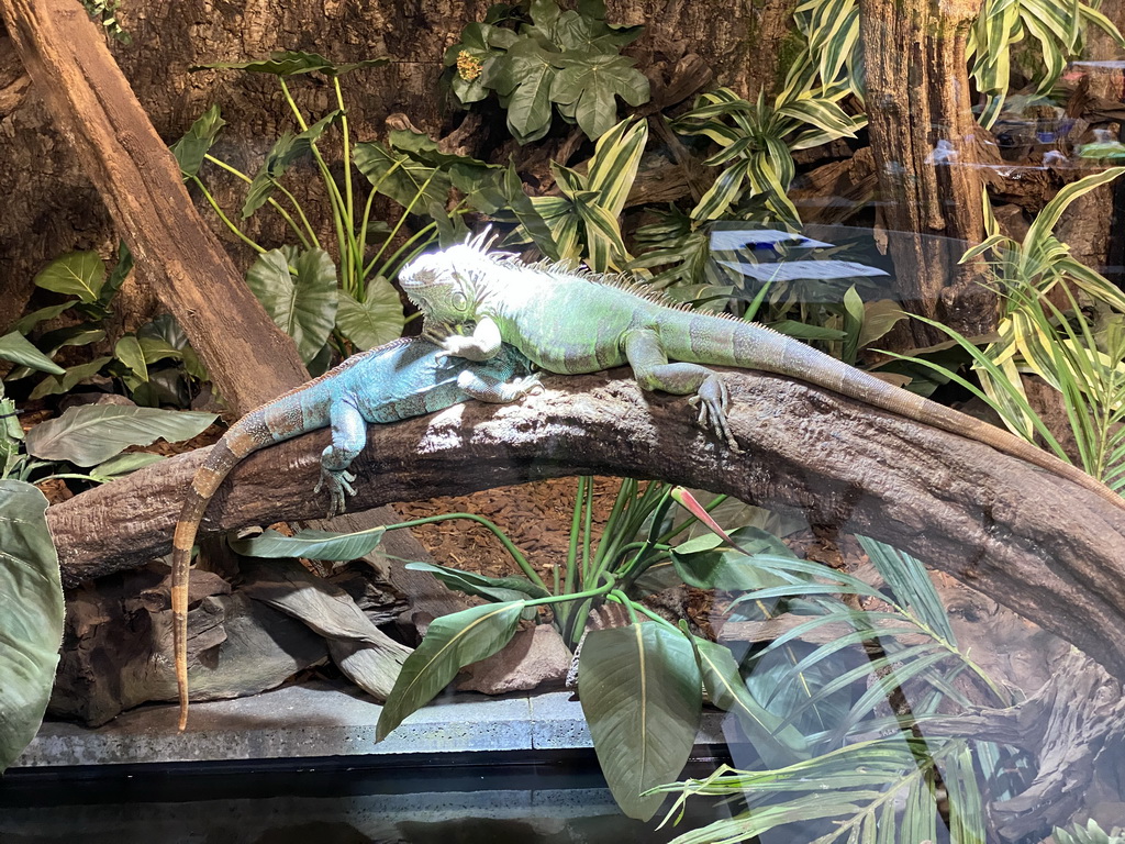 Iguanas at the lower floor of the Reptielenhuis De Aarde zoo