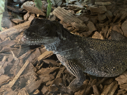 Amboina Sail-finned Lizard at the upper floor of the Reptielenhuis De Aarde zoo